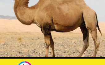 CAMEL LEAFLET