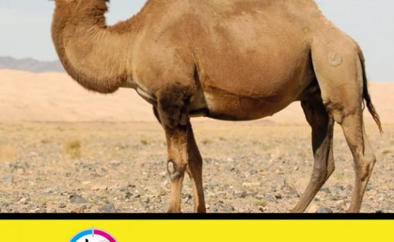 CAMEL LEAFLET